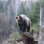 Un pui de urs, vedeta la Zoo Ramnicu Valcea