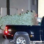 Pomi de Craciun, confiscati de politisti